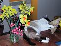 Yakari_et_les fleurs_du_printemps